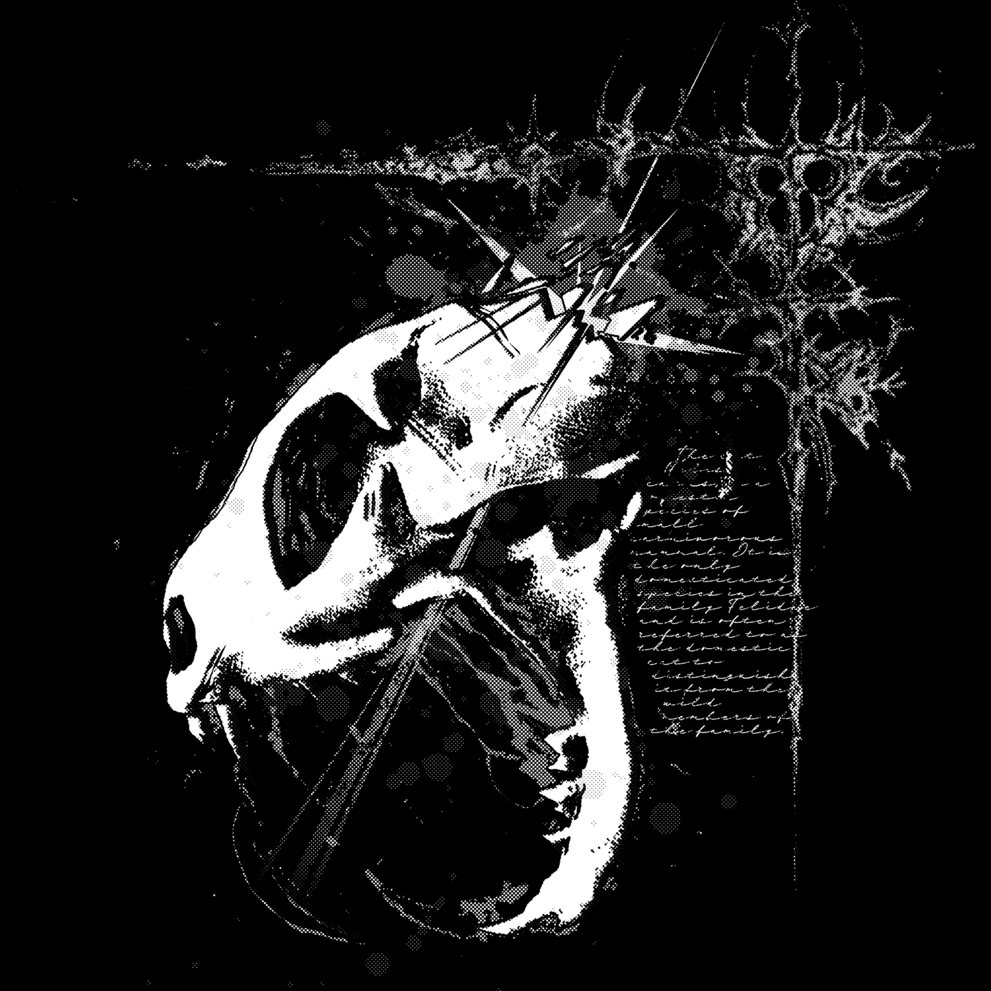 Fallen Feline - T-shirt 2026